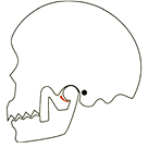 下顎の位置の上後方ズレ